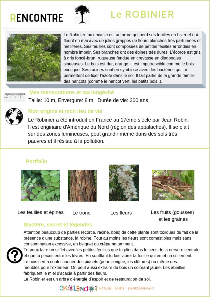 Le Robinier Faux Acacia Ekolondo 