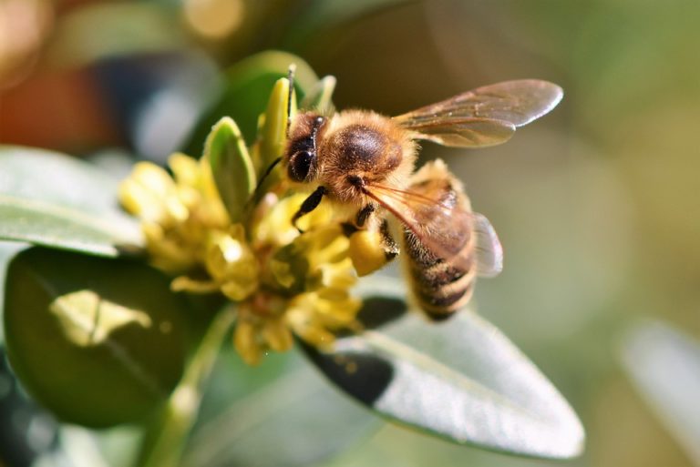 L'Abeille