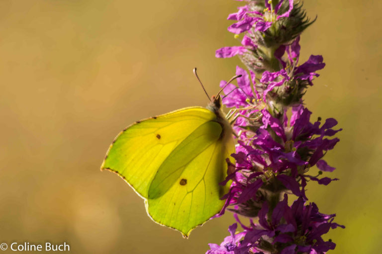 Le Papillon Citron